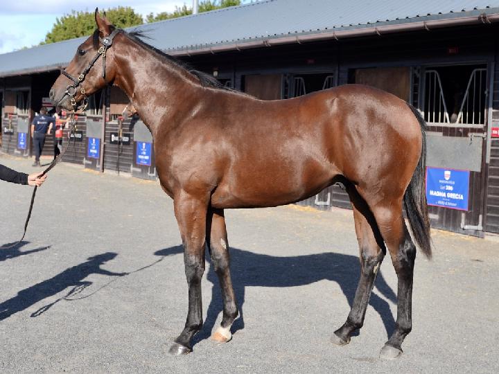 2021 Exceed And Excel - Kyllarney colt